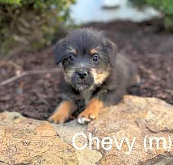 Photo of Chevy