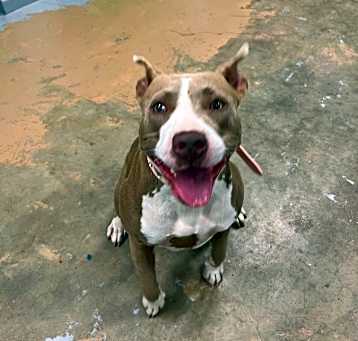 Photo of Bevo (9687)