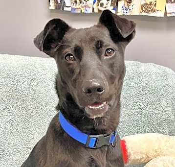 Photo of Pepper