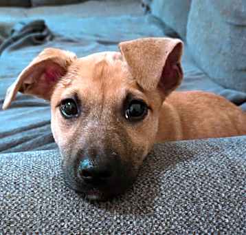 Photo of Piper