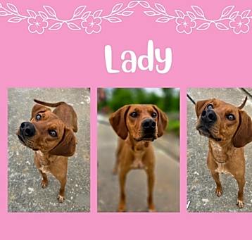 Photo of Lady