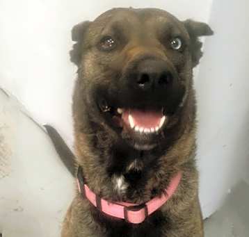 Photo of Leia