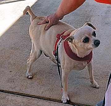 Photo of Poppy/Baked Potato