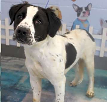 Photo of Buddy 2 URGENT BOY