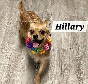 Photo of Hillary
