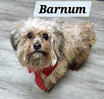 Photo of Barnum