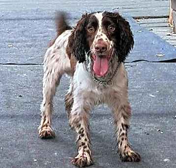 Photo of Royal