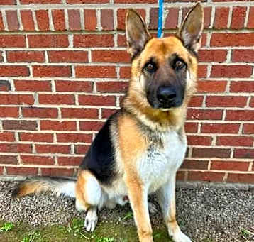 Photo of Rex URGENT WILL DIE!