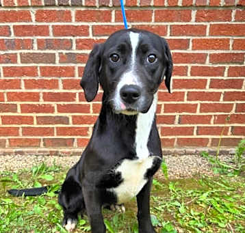 Photo of Frannie URGENT HELP!
