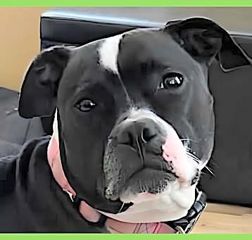 Photo of Sugar