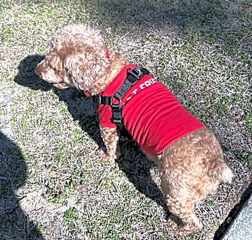 Photo of Ginger