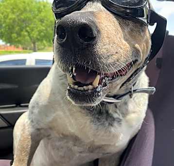 Photo of Bruin