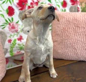 Photo of Olive