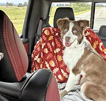Photo of Skye