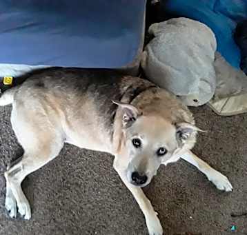 Photo of Freya