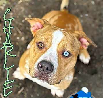 Photo of Charlie