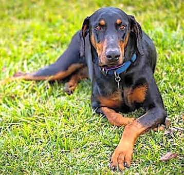 Photo of Gypsy Dawn