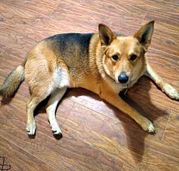 Photo of Remus