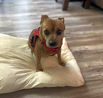 Photo of Pepper