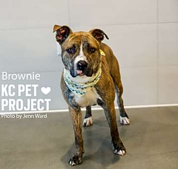 Photo of Brownie