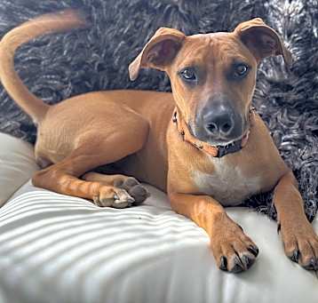 Photo of Honey