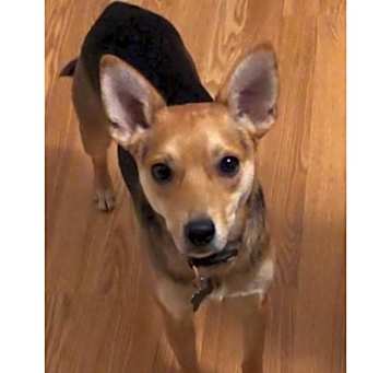 Photo of Mango