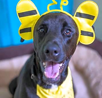 Photo of Sugar Daisy