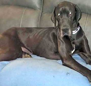 Photo of Gracie