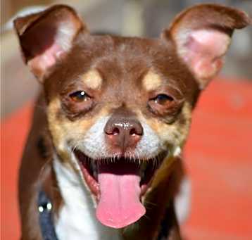 Photo of Gordo