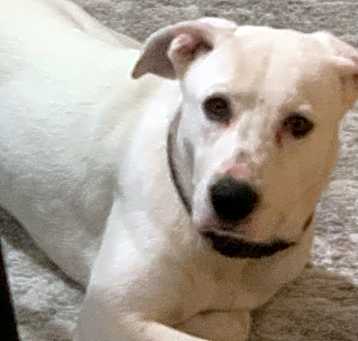 Photo of Buddy