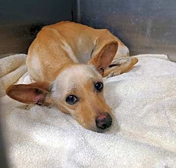 Photo of Sammy K90 4/24/25