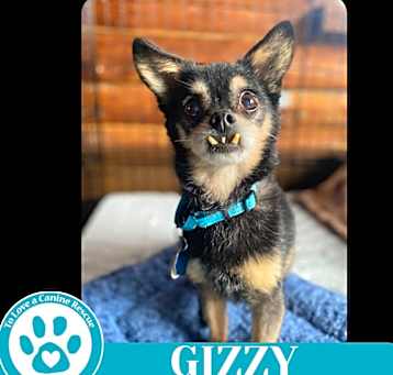 Photo of Gizzy 041225