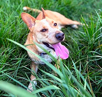 Photo of Beau