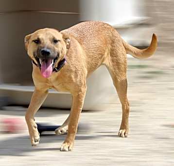 Photo of Trixie
