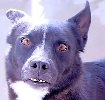 Photo of Chico
