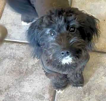 Photo of Millie