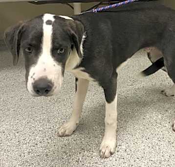 Photo of BENTLEY