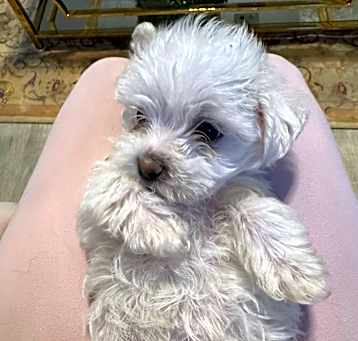 Photo of Milo