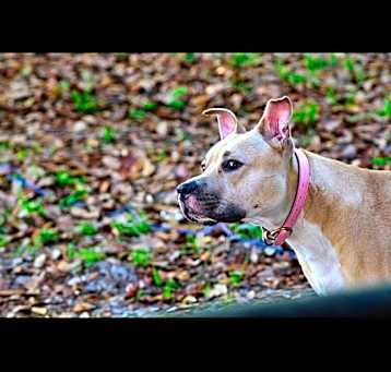 Photo of Stella