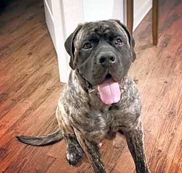 Photo of Diesel