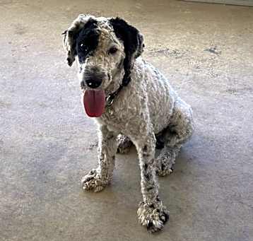 Photo of Patch