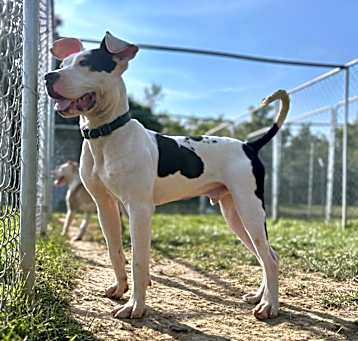 Photo of Ace