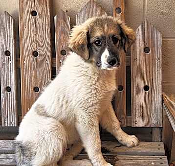 Photo of Timber