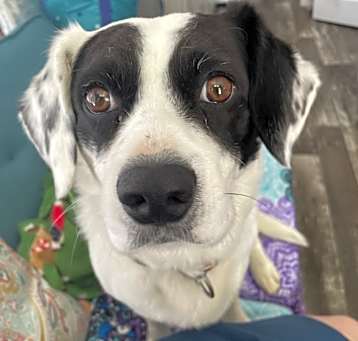 Photo of Bandit