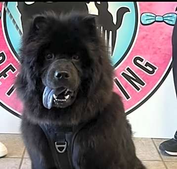 Photo of Grizzley