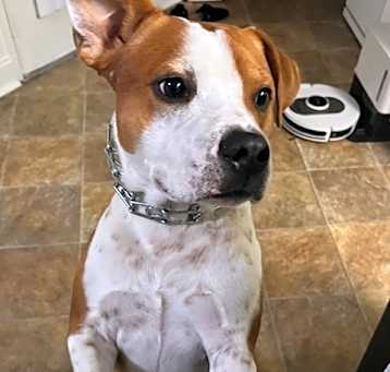 Photo of Cooper