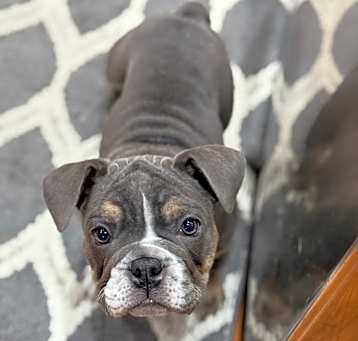Photo of Porkchop