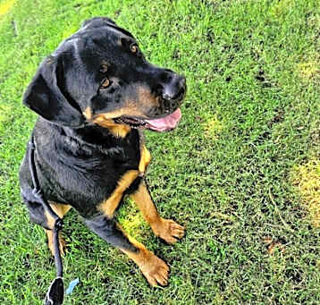 Photo of Otis
