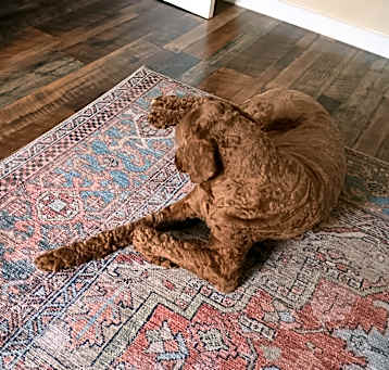 Photo of Peanut