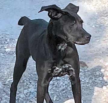 Photo of Dixie